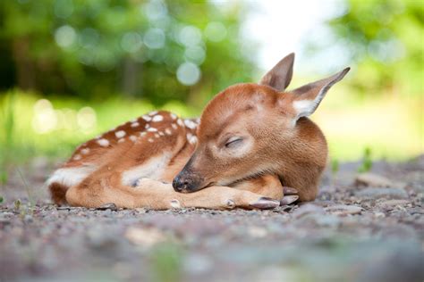 45 Teeny Baby Animals Youll Want To Put In Your Pocket Sleeping