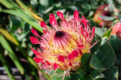 Close Up Spring Inflorescence Day Pollen Garden K Outdoors