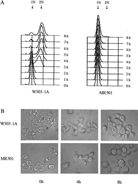 Analysis Of Cell Cycle In Cdc50 1 Cells A Analysis Of The Cell Cycle Download Scientific