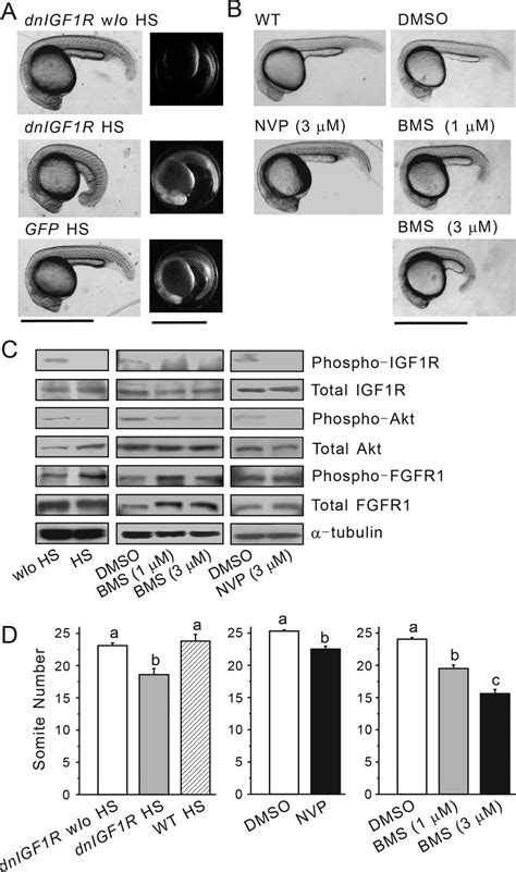 Temporally Controlled Genetic And Pharmacological Blockade Of Igf