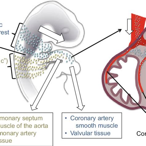 1 Different contributions of preotic and postotic NCCs to craniofacial ...