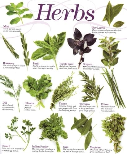 herbs with names