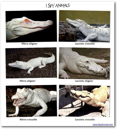 Leucistic vs Albino | Crocodile species, Animal learning, Animals