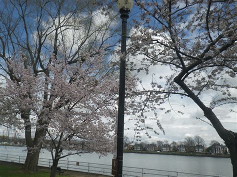 Dc Spinster Cherry Blossoms On Haines Point