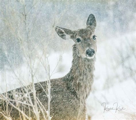 Deer in Snow | Denver Photo Blog