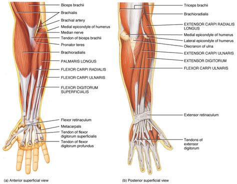 Anatomy Of The Wrist ACRO Physical Therapy Fitness