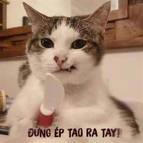 Tổng Hợp Meme Tức Giận Cute Dễ Thương Tức Ghê Giận Tím Người