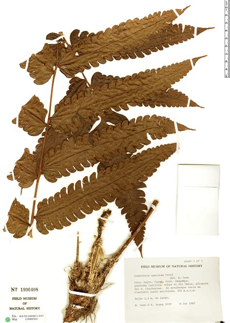 Cyathea Subincisa Rapid Reference The Field Museum