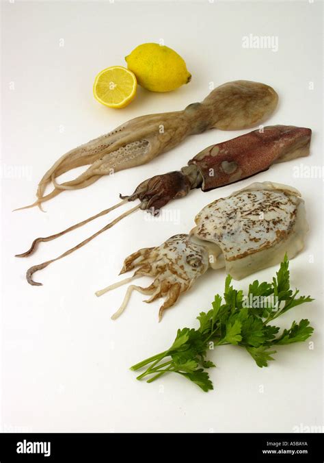 Octopus Squid And Cuttlefish Stock Photo Alamy