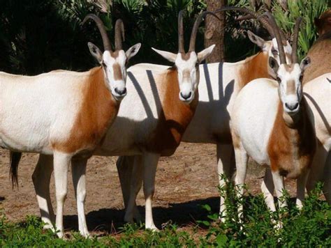 Scimitar oryx (Oryx dammah) – Endangered Animals