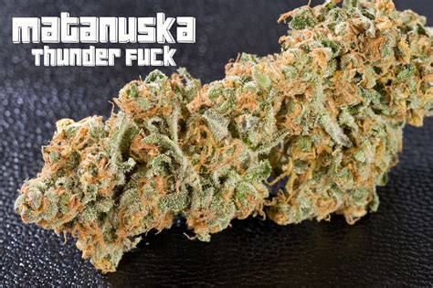 Matanuska Thunder Fuck Bud For Your Viewing Pleasure Imgur