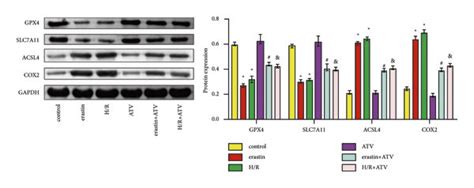 Atv Inhibited The Ferroptosis Of H9c2 Cells A Cck8 Was Performed To