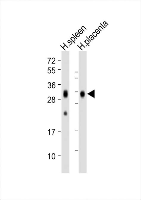 Folr Antibody Purified Mouse Monoclonal Antibody Mab Wb E Buy Now