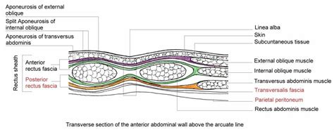 Abdominal Fascial Layers Anatomy | MedicineBTG.com