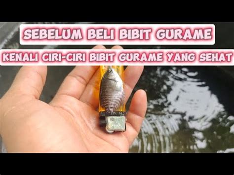 CARA MEMILIH BIBIT IKAN GURAME YANG BAIK YouTube