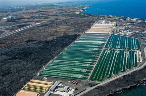 Algae Farms As The Future Breadbasket AFFTA Fisheries Fund