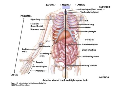 Chapter 1 Notes Intro To Anatomy And Physiology Intro To Anatomy And