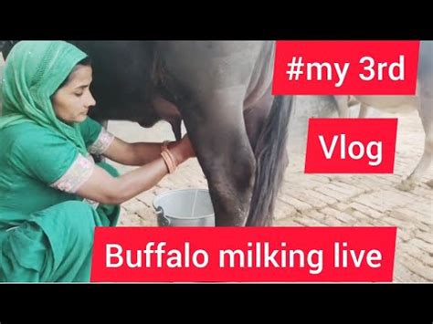 Buffalo Milking Live Video My Rd Vlog My Today Vlog Village Life