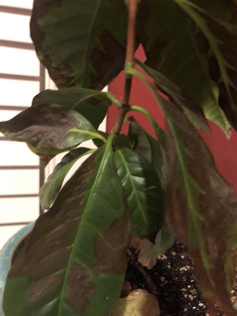 Bonsai Tree Leaves Turning Brown