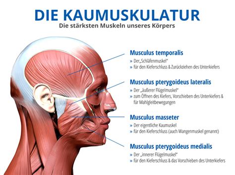 CMD Craniomandibuläre Dysfunktion Was ist das eigentlich