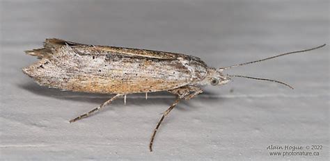 Ypsolopha Falciferella Bugguide Net