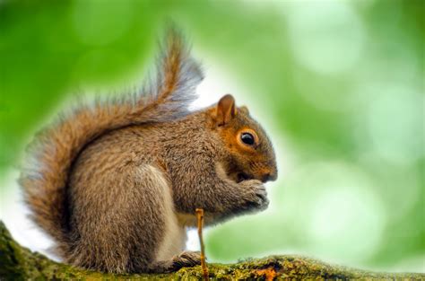 Squirrel Sitting On The Branch Free Stock Photo Public Domain Pictures