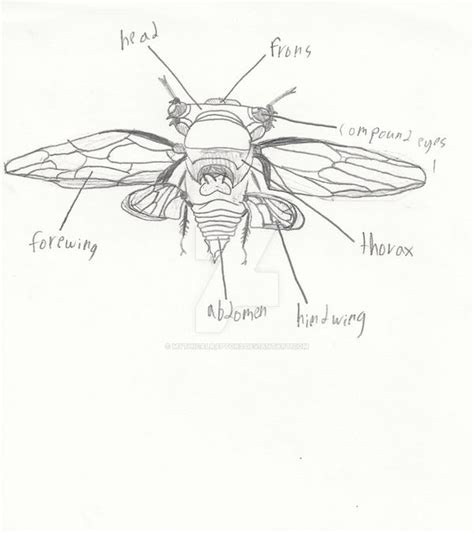 Cicada anatomy by MythicalRaptor3 on DeviantArt