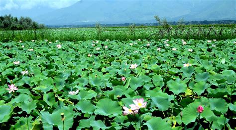 A panoramic view of floating Lotus Garden at Dal lake in Srinagar. (UNI ...