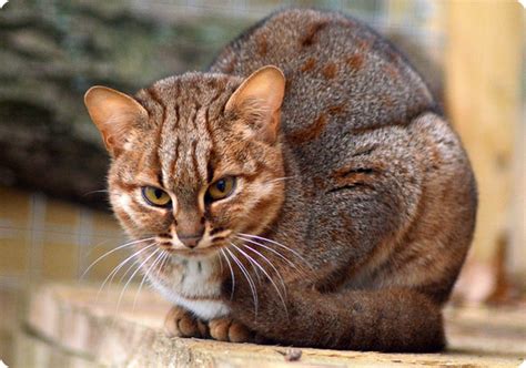 Дикие кошки: ржавая кошка - самая маленькая дикая кошка в мире ...
