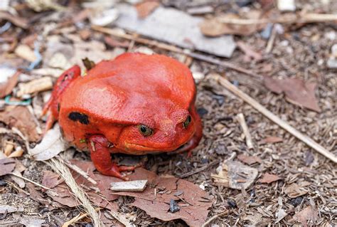 Big Red Tomato Frogs Dyscophus Antongilii Photograph By Artush Foto