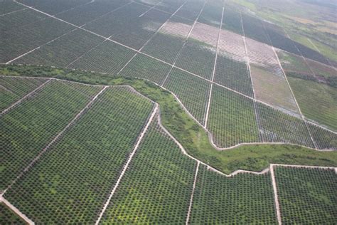 oil palm plantation by glennhurowitz - Earth Buddies