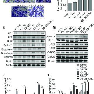 Overexpression Of Cbs Enhanced Migration And Invasion Of Mcf Cells