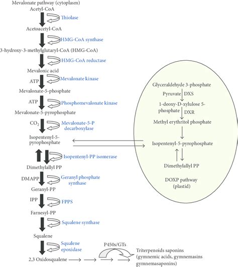 Hypothetical Pathway Of Gymnemic Acid Biosynthesis The General Sketch