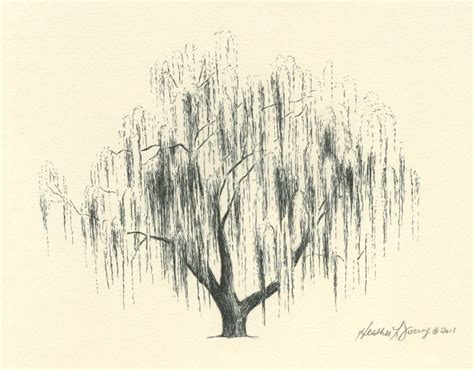 Weeping Willow Tree Drawing Easy - Simple Willow Tree Drawing at ...