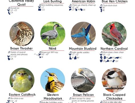 A map visual of the official state birds of the... - Maps on the Web