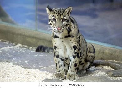 clouded leopard stock photo  shutterstock