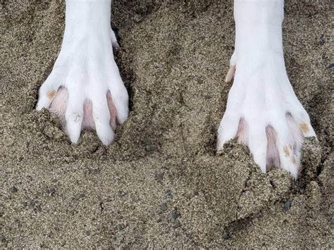 Webbed feet animals - vtloki