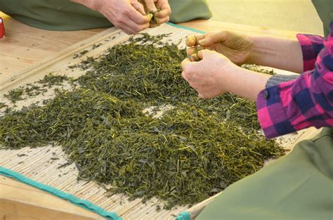 How Is Japanese Sencha Tea Hand Processed Kyoto Obubu Tea Farms