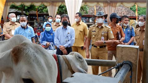 Panen Pedet Hasil Ib Gunungkidul Penuhi Kebutuhan Sapi Potong Dalam