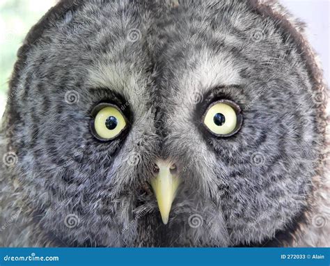 Owl Face Stock Photos - Image: 272033