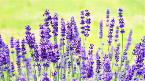 Lavender Wallpapers - Top Free Lavender Backgrounds - WallpaperAccess