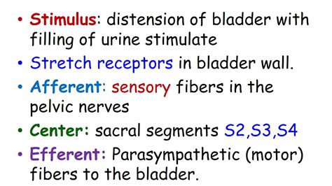 What Is Micturition Reflex