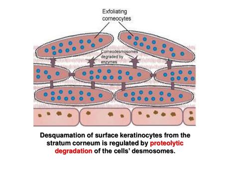 Biology of keratinocytes