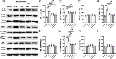 IL‐6‐induced signaling pathway and inflammation‐related protein changes ...