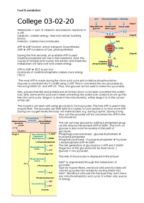 Aantekeningen College College Metabolism Sum Of Catabolic