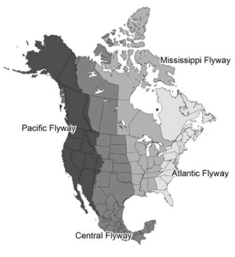 Map Of North America Illustrating The Four Waterfowl Flyways