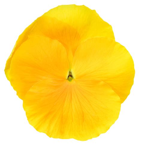 Viola Wittrockiana Yellow Schneider Bv Schneider Young Plant And