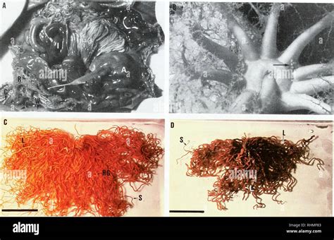 El boletín biológica La Biología Zoología biología biología