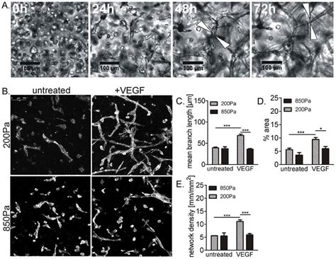 Vascular Morphogenesis Of Endothelial Cells In StarPEG Heparin