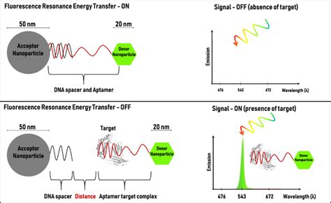 Schematic Representation Of A Fluorescence Resonance Energy Transfer